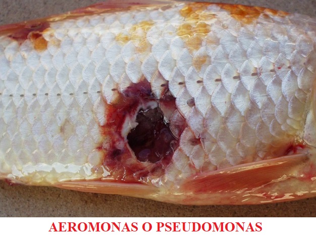 Aeromonas pseudomonas enfermedades pr bacterias koi peces de agua fria