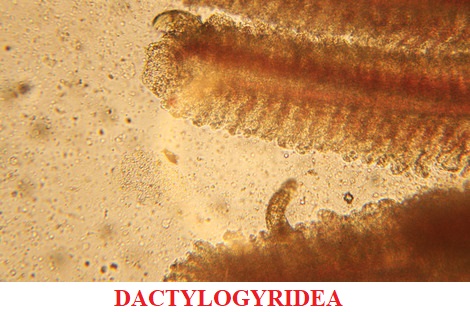Dactylogyridea enfermedades por parásitos koi peces de agua fria