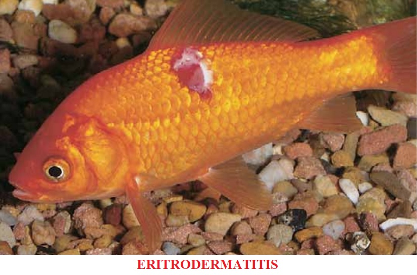 Eritrodermatitis enfermedades por bacterias koi peces de agua fria