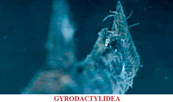 Gyrodactylidea enfermedades por parásitos koi peces de agua fria