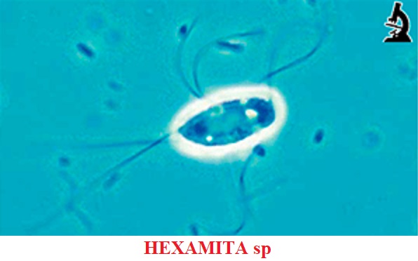 Hexamita sp enfermedad por parásitos koi peces de agua fria