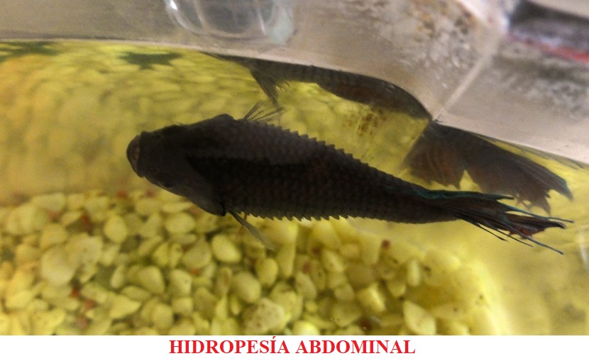 Hidropesía abdominal enfermedades por bacterias koi peces de agua fria