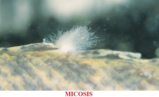Micosis enfermedades por hongos koi peces de agua fria