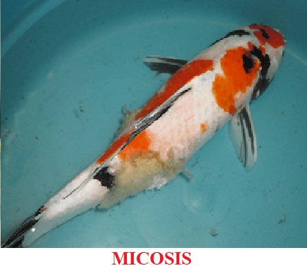 Micosis enfermedades por hongos koi peces de agua fria