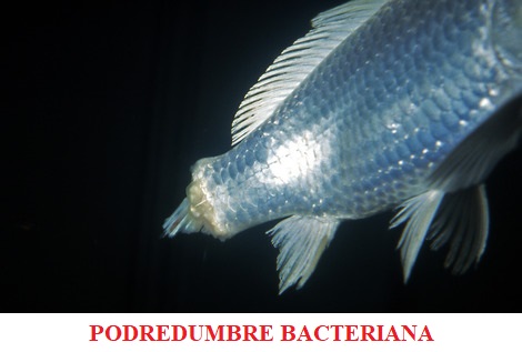 Podredumbre bacteriana de las aletas koi peces de agua fria