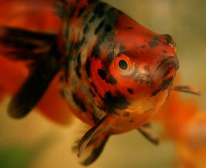 Goldfish ryukin calico