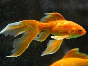 Goldfish cola de velo
